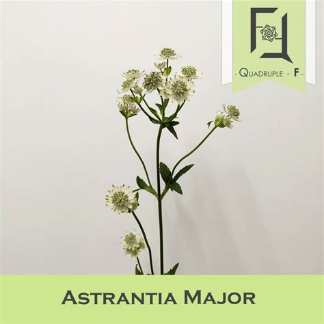 Astrantia Major - QuadrupleFlower