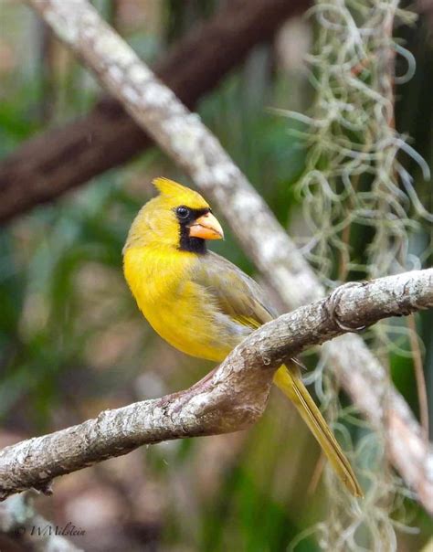 Yellow Cardinals: Rare Birds You'd be Incredibly Lucky to See