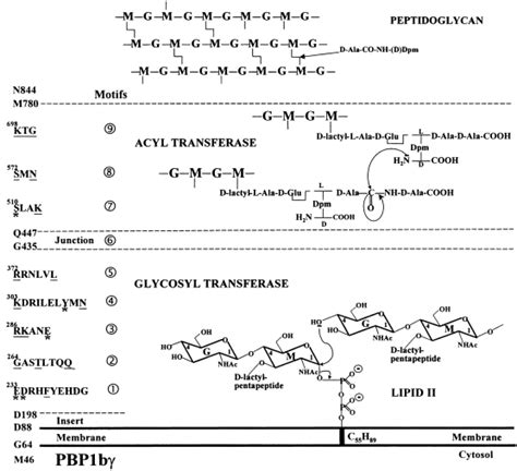 The catalytic, glycosyl transferase and acyl transferase modules of the ...