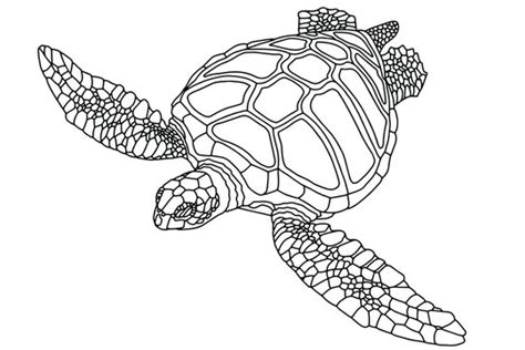 Realistic Turtle Drawing Outline - Bonslugares Wallpaper