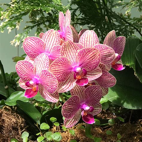 The Conservatory of Flowers in Golden Gate Park, San Francisco