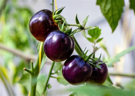 GM Purple Tomato Gets Approval in the United States- Crop Biotech ...