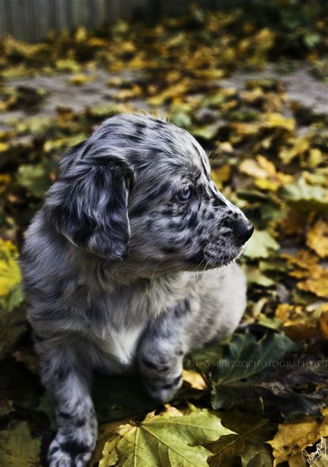 such a cute speckled little guy! | Puppies, Dog breeds, Pets