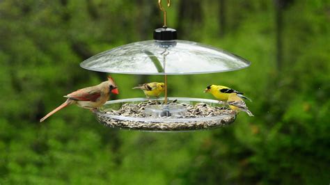 Use Platform Feeders to Attract Larger Birds