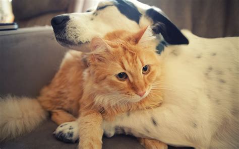 Dog Hugging Cat Animals Friendship HD Wallpaper | HD Nature Wallpapers