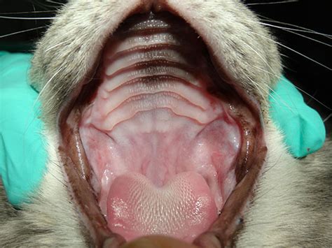 What is Feline Stomatitis in Cats?