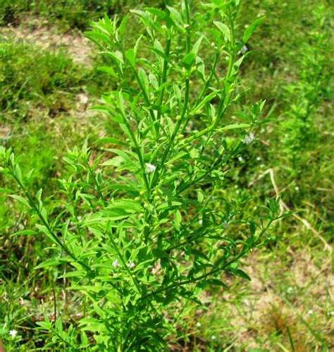 Goatweed Spreading West: Found in Holmes County Pastures | Panhandle Agriculture