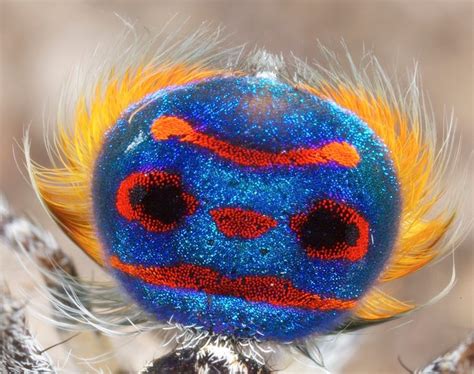 Incredible Photos of Peacock Spiders | Live Science