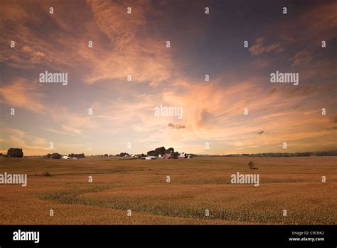 Iowa corn field Stock Photo - Alamy