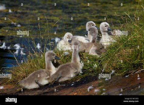 Many cute swan kids in a pond Stock Photo - Alamy