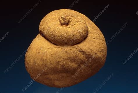 Fossil snail - Stock Image - F031/9799 - Science Photo Library