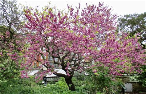 Judas Tree - Tree Guide UK Judas Tree identification