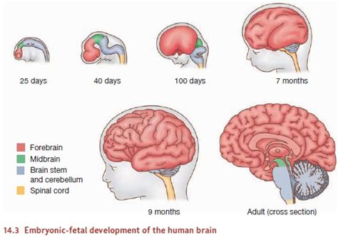 Fetal Brain Development Stages