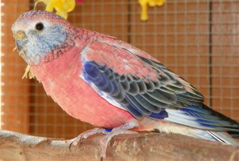 Staring at Birds and Goats: Staring at Birds - Bourke Parakeets