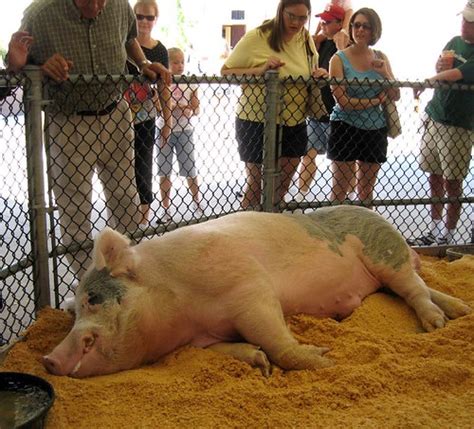 MegaPig | Super-mega-pig, resting up for some serious crime … | Flickr