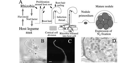 Nodulation by rhizobia. (A) Scheme of chemical signal exchanges and ...