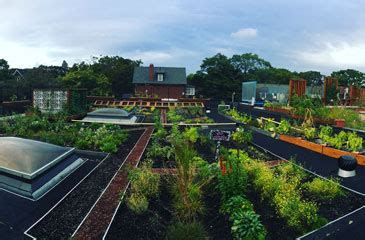 About Green Roofs — Green Roofs for Healthy Cities