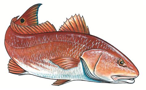 Free Coastal Fish Cliparts, Download Free Coastal Fish Cliparts png ...