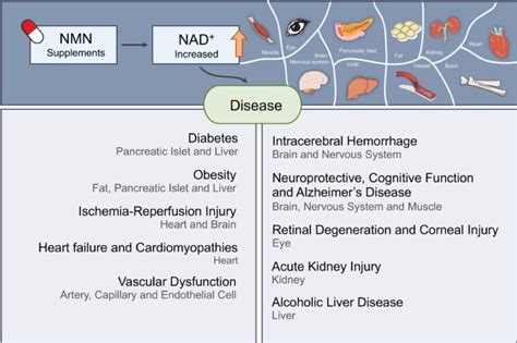 Nicotinamide Mononucleotide (NMN) Side Effects and Benefits