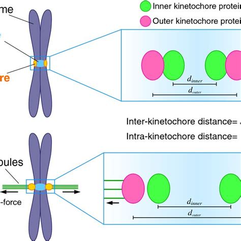 The kinetochore in M-phase. a Mitotic chromosome segregation and a... | Download Scientific Diagram