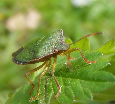 Green shield bug by Vitaloverdose on DeviantArt