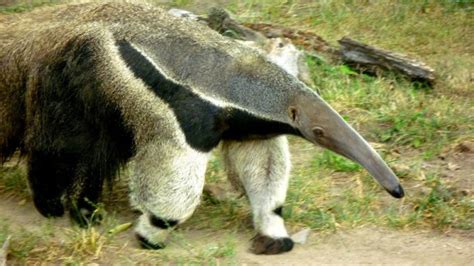 anteater, Vermilingua Wallpapers HD / Desktop and Mobile Backgrounds