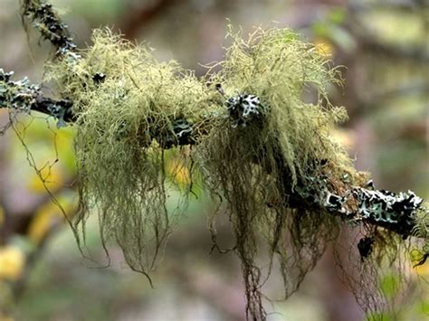 What is Lichen? 7 Lichens Found on Trees - Woodland Trust