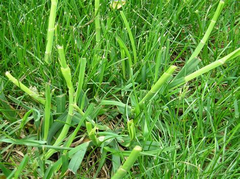 Common Lawn Weed Grasses Identification