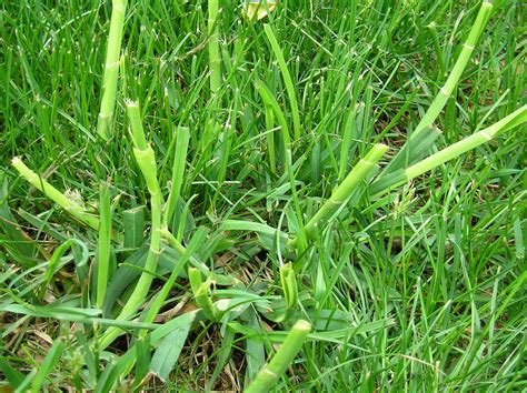 Lawn grass weed identification - Ask Extension