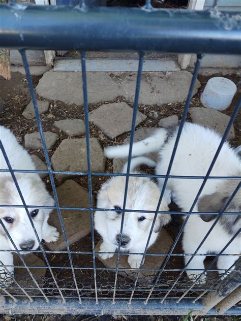 Great Pyrenees Puppies For Sale | Cullman, AL #358849