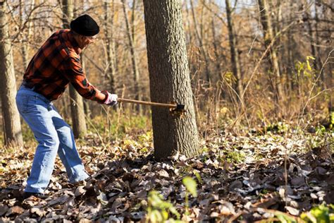 Man Cutting Trees With Axe