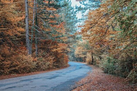 Premium Photo | Road in the autumn forest