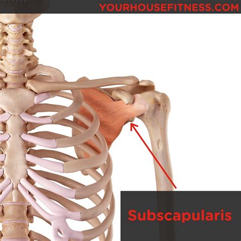 Muscle Breakdown: Subscapularis