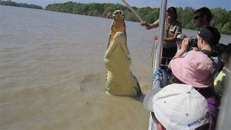 √ 10 Buaya Terbesar Di Dunia yang Pernah Tertangkap Manusia