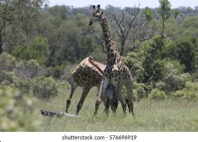 101 Giraffe Bull Fight Images, Stock Photos & Vectors | Shutterstock