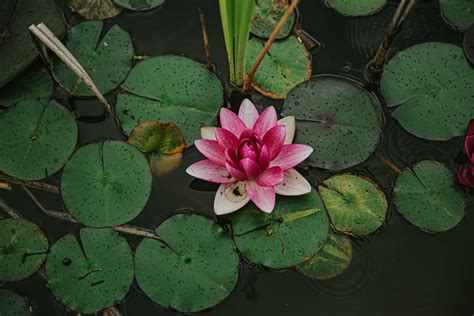 Lilies: Discover the Symbolism and Meanings