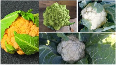 11 Cauliflower Varieties You'll Want to Grow - Growing Produce