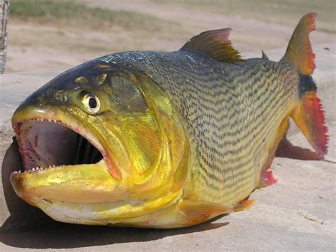 Fish Index: Golden Dorado (Salminus brasiliensis)