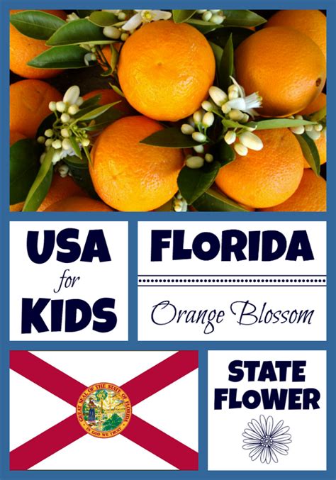 Florida State Flower - Orange Blossom by USA Facts for Kids