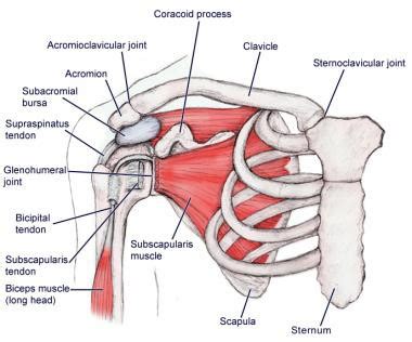 Scapulothoracic Dissociation | Mammoth Orthopedics Institute CA