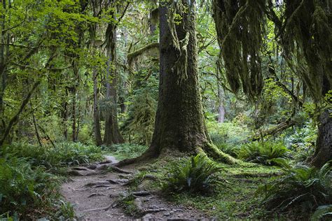 Trail In Forest, Hoh Rainforest Photograph by Konrad Wothe | Fine Art America