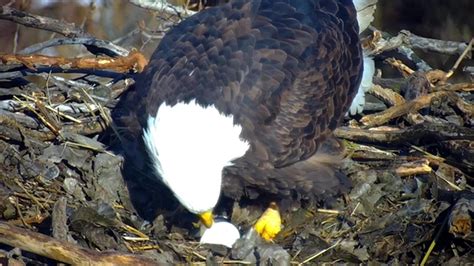 DNR EagleCam captures first egg of 2023 - KSTP.com 5 Eyewitness News