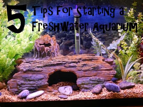 5 Tips for Starting a Freshwater Aquarium: Beyond the Setup Guide | PetHelpful