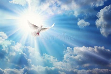 Freedom, peace and spirituality pigeon, white dove on blue sky stock photos | Dove pictures ...