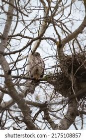 Portrait Sharpshinned Hawk Around Nest Small Stock Photo 2175108857 | Shutterstock