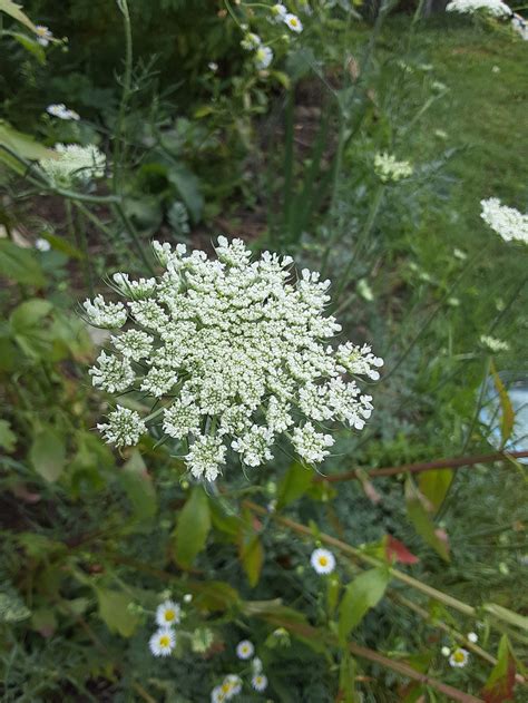 Celebrating a Heroic Plant Part: the Casparian Strip — A Nourishing Harvest