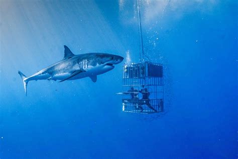 Great White Shark cage diving at Guadalupe Island - Nautilus Liveaboards