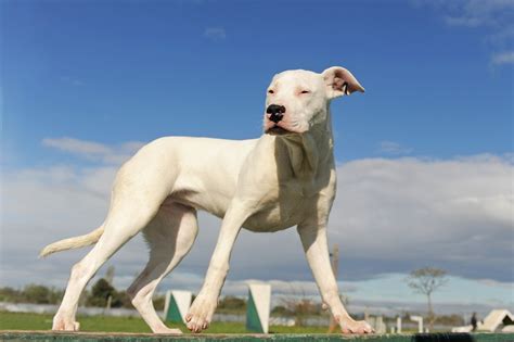 Dogo Argentino Info, Temperament, Life Span, Puppies, Pictures