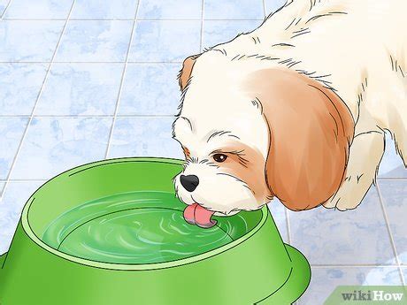 6 Easy Ways to Treat a Dog UTI - wikiHow Health