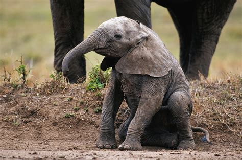 Elephant Filmed Giving Birth in Wild in Incredibly Rare Footage - Newsweek